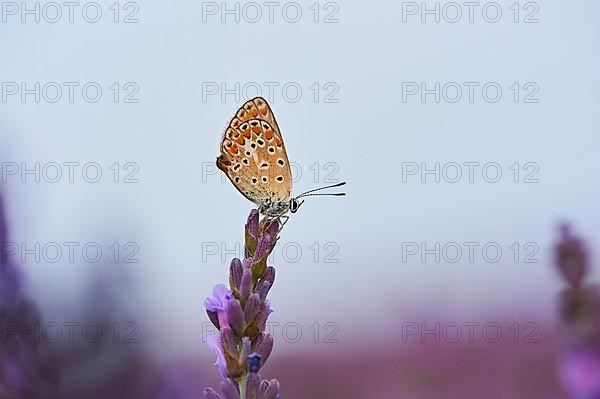 European common blue