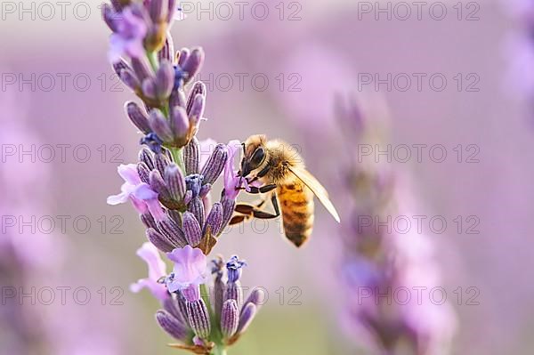 European honey bee