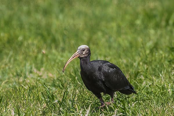 Rare northern bald ibis