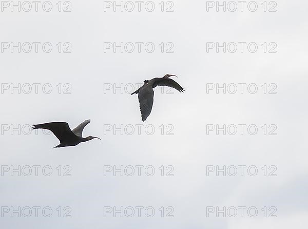 Rare Northern Bald Ibis