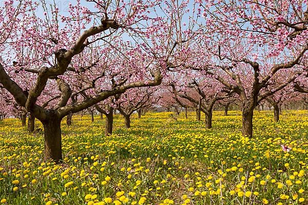 Flowering peach plantation