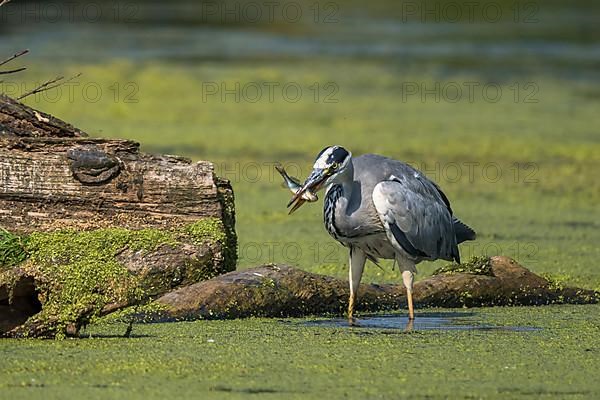 Grey heron