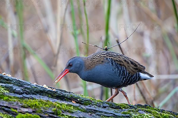 Water rail Rallus aquaticus9