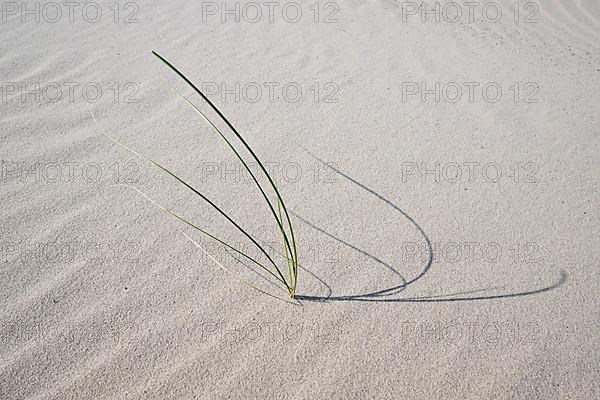 European marram grass