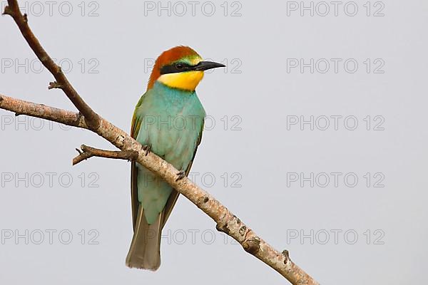 European Bee-eater