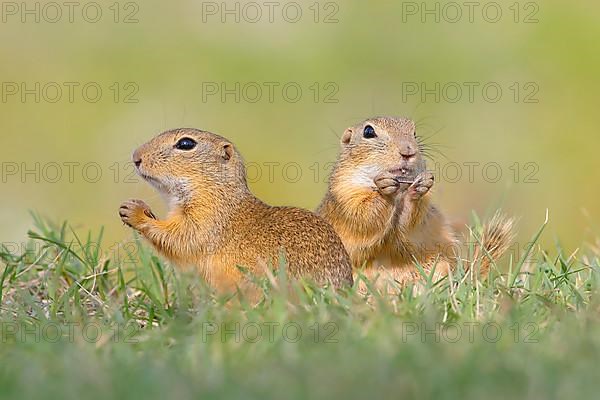 European ground squirrel