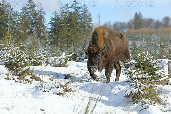 Bison