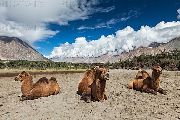 Bactrian camels in Himalayas. Hunder village