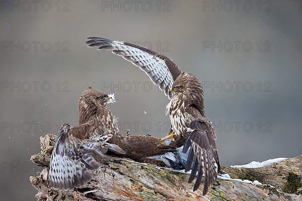 Steppe buzzard