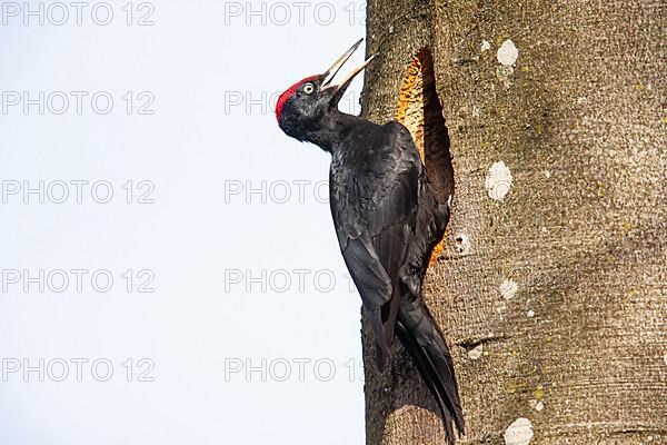 Black Woodpecker