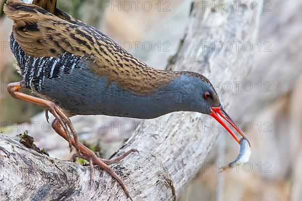 Water rail