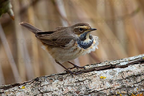 White-spotted bluethroat