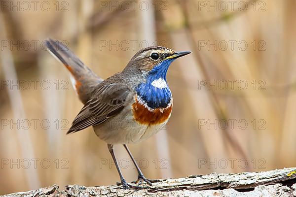 White-spotted bluethroat