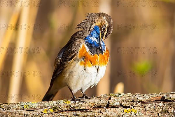 White-spotted bluethroat