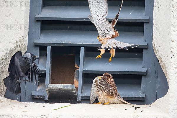 Common kestrel