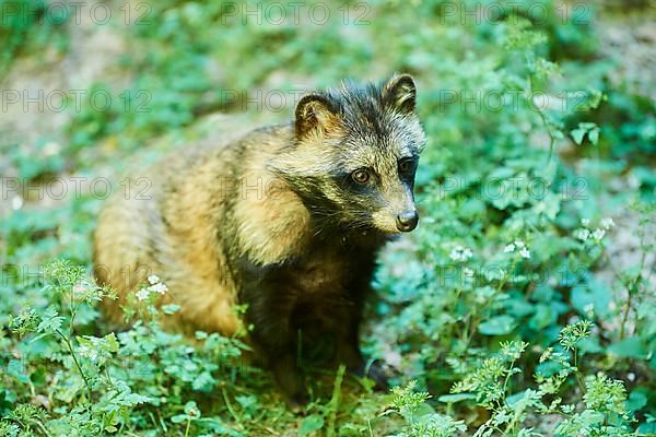 Common raccoon dog