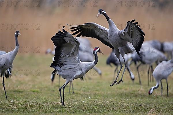 Common crane