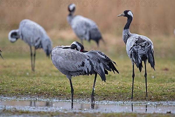 Common crane