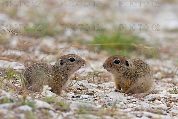 European ground squirrel