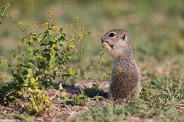 European ground squirrel