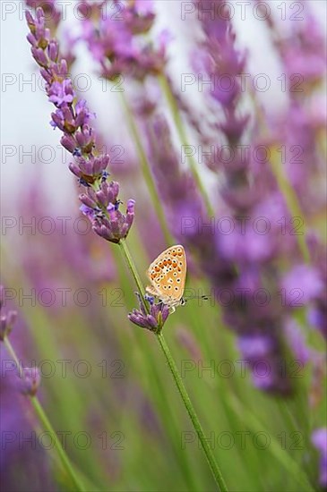 European common blue