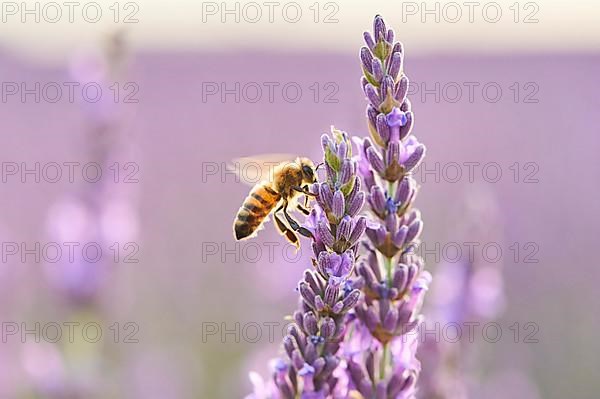 European honey bee