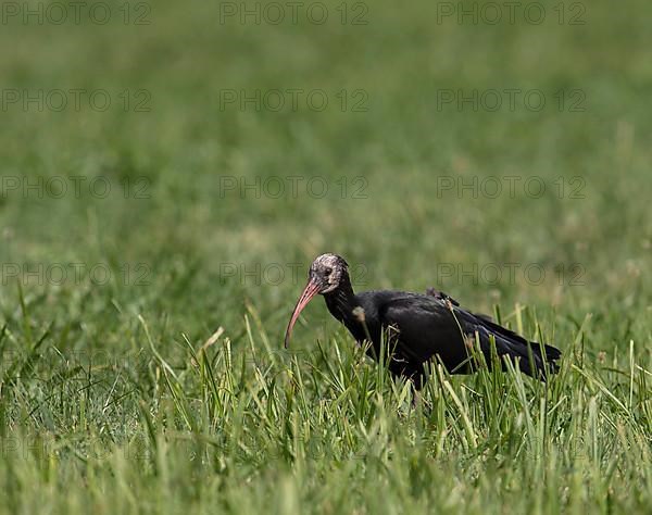 Rare northern bald ibis