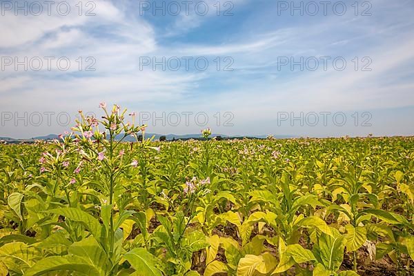 Field with flowering tobacco plants