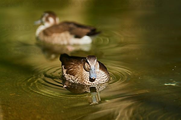 Ringed teal