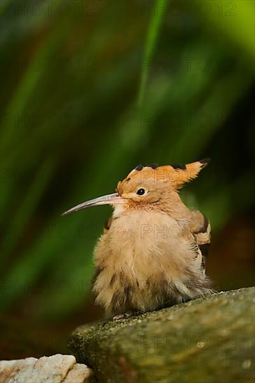 Eurasian hoopoe