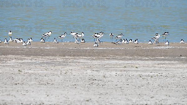 Black-capped avocet