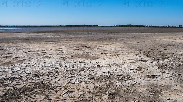 Heavily dried-up Zicksee