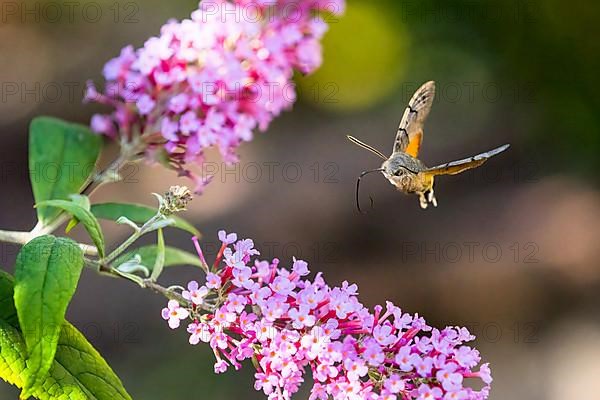 Hummingbird hawk-moth