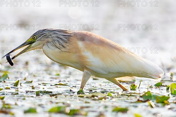 Squacco Heron