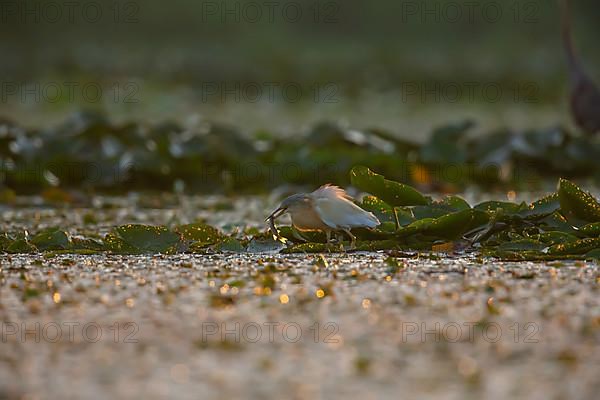 Squacco Heron