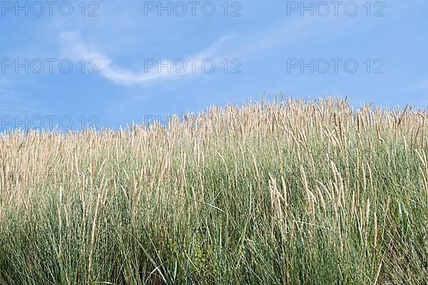 European marram grass