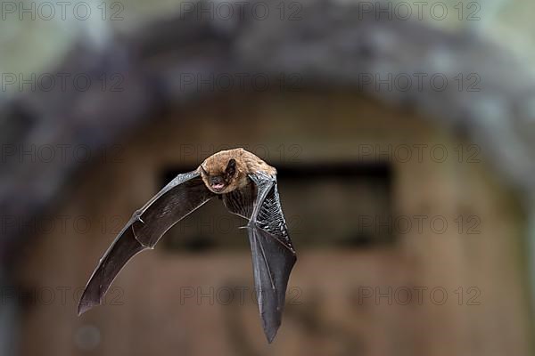 Common pipistrelle