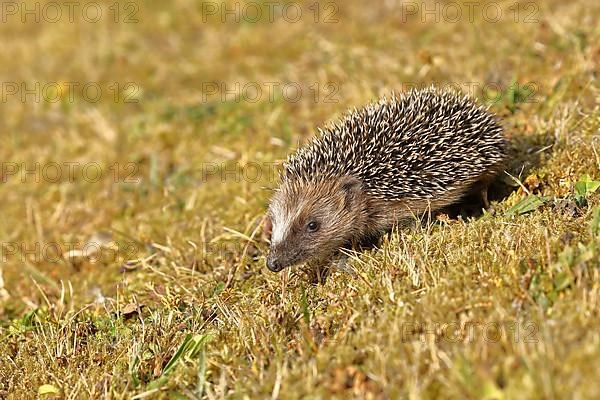 European hedgehog