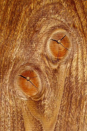 Wooden board with branch