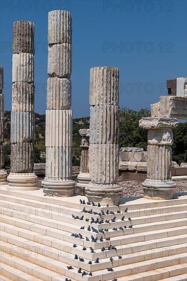 Mice in The Temple of Apollon Smintheion