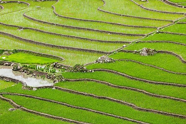 Rice field terraces