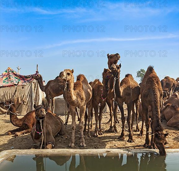 Camels at Pushkar Mela