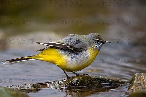 Grey Wagtail