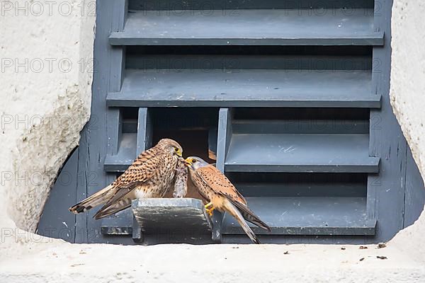 Common kestrel