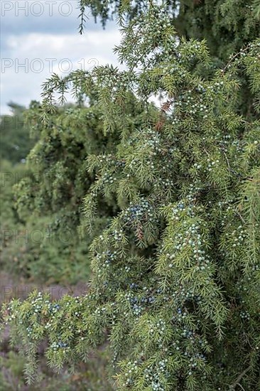 Common juniper