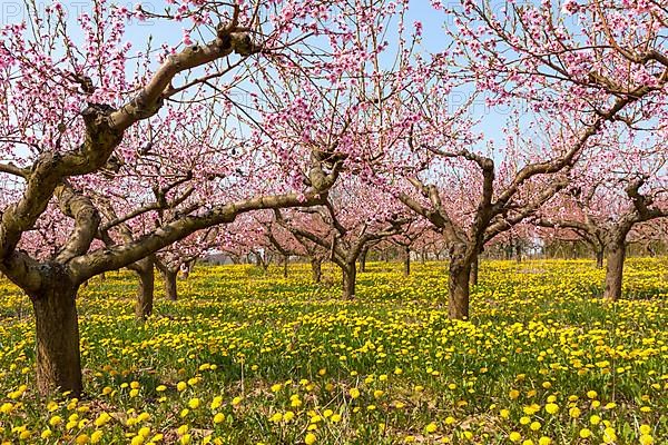 Flowering peach plantation