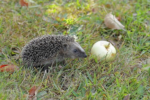 European hedgehog