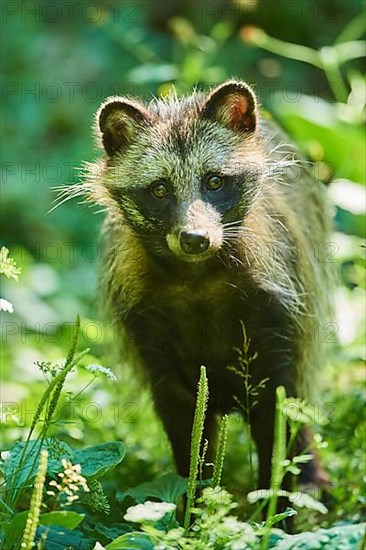 Common raccoon dog