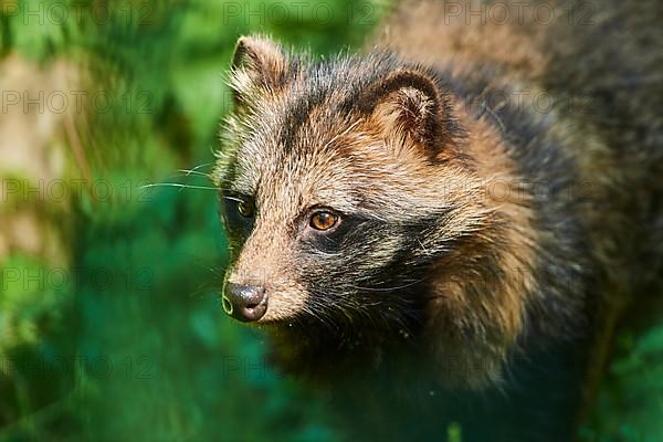 Common raccoon dog