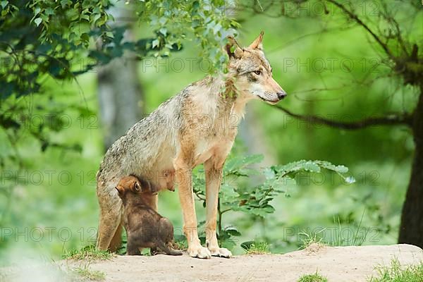 Eurasian wolf